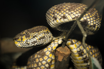 Shore pit viper snake