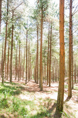 Obraz premium Pine trees in rows in the plantation