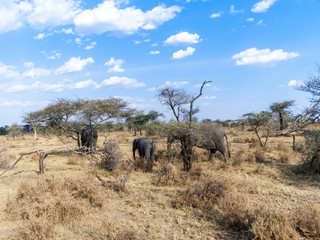 Fototapeta premium elephants look for food at the trees in the serengeti