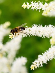 small bee sits on the white sweet-smelling flowers, collecting pollen, pollinating plants.