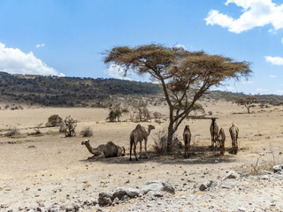 camels have a rest under a tree in the Ngorongoro national park