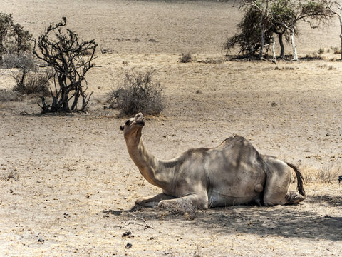camels have a rest under a tree in the Ngorongoro national park