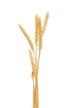 wheat grain isolated on white background, with clipping path