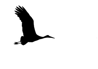 White stork in flight . Silhouettes.
