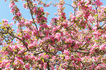 Obraz premium Blossoming apple tree, red colored flowers