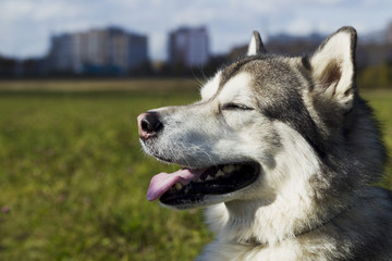Sled dog breed Malamute