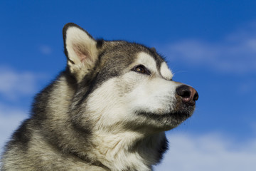 Sled dog breed Malamute