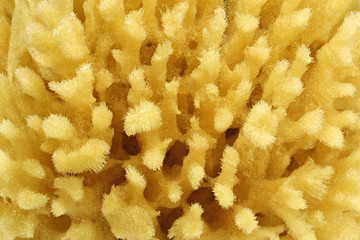 Naturschwamm im Detail