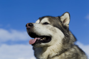Sled dog breed Malamute