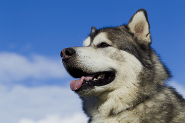 Sled dog breed Malamute
