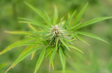 Cultivation of marijuana (Cannabis sativa), flowering cannabis plant as a legal medicinal drug, herb, ready to harvest