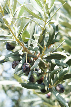 Branch of oliva tree