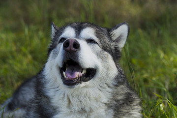 Sled dog breed Malamute