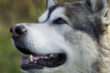 Obraz premium Sled dog breed Malamute
