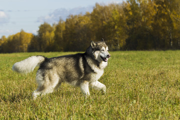 Sled dog breed Malamute