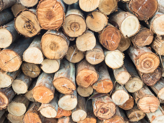 Stacked wood pine timber