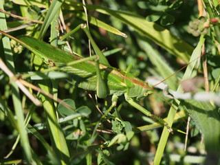 Great Green Bush-Cricket