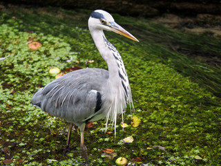 Grey Heron in River