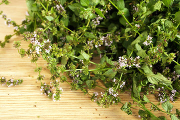 Fresh green mint on the table