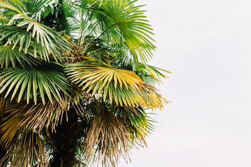 Part of palm tree on white background