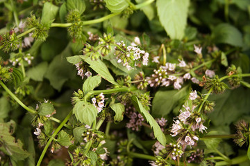 Fresh green mint on the table