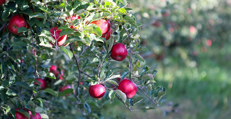 Ripe Apples in Orchard ready for harvesting