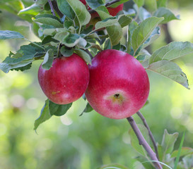 Ripe Apples in Orchard ready for harvesting