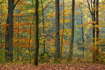 Autumn forest