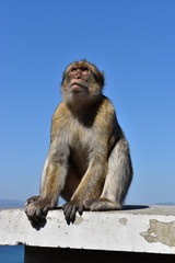 Monkey or Barbary Macaque in Gibraltar, Spain