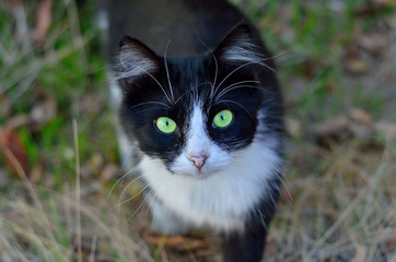 Fluffy black cat with green eyes, closeup portrait.