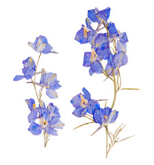Blue dried pressed flowers - 122673682