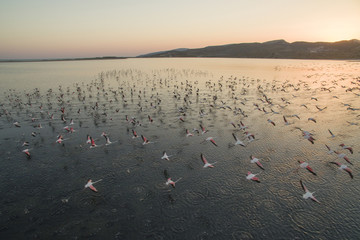 Flamingos