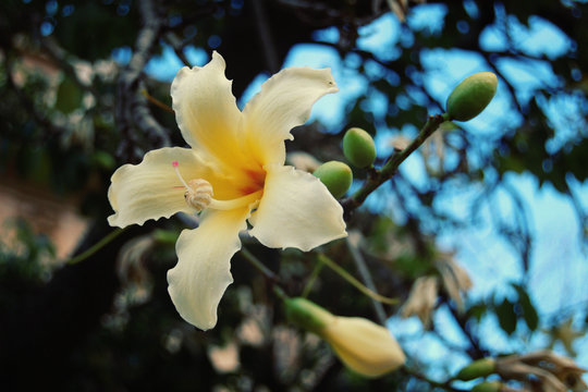 Creamy yellow lily-like flower. Aged photo. Blossoming Ceiba insignis. Retro filter. White flower of Palo Borracho in the the Palermo Botanical Garden, Sicily.