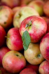 Orchard Apples