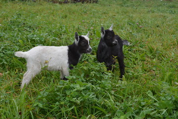 two little goats black and  spotted on the field