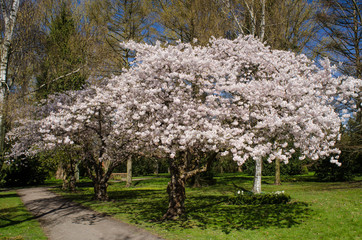 The beautyfull cherrytrees in Copenhagen.NEF