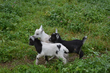Naklejka na ściany i meble three little goats have fun playing in the meadow