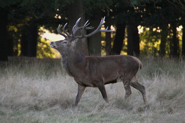 Single large menacing male stag deer in rutting season.