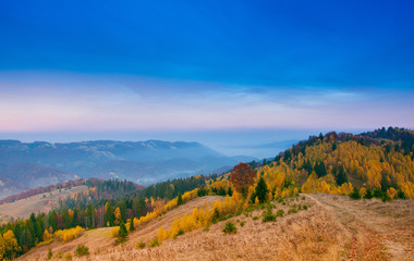 Obraz premium Yellow Beautiful Trees in the mountains