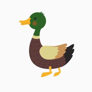 mallard duck vector illustration