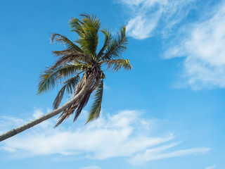 A Single coconut palm