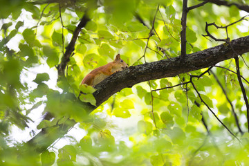 Рыжая белка на ветке дерева в зеленых листьях