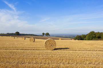 Fototapeta premium scenic harvest landscape