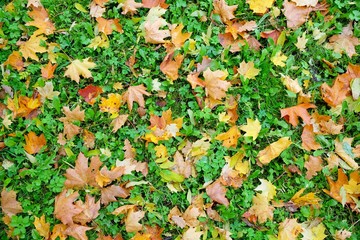 Carpet of autumn maple leaves on green grass.