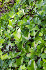 Obraz premium Wall of green ivy leaves. Selective focus