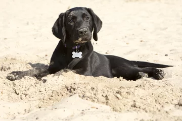 Fototapeten Labrador pup ligt in het zand. © renatepeppenster