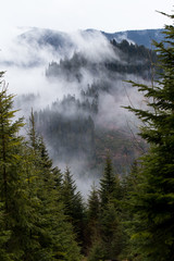 Vista on mountains covered with pine trees and fog. Ukraine, Carpathians