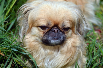 Pekingese dog
