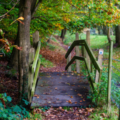 AUTUMN COLOURS IN BRITISH COUNTRYSIDE. 