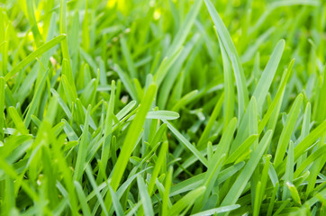 Green grass and sunbeams, close up, selective focus. Natural background. 